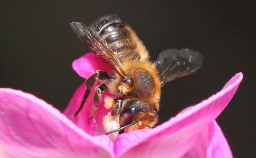 Megachile willughbiella